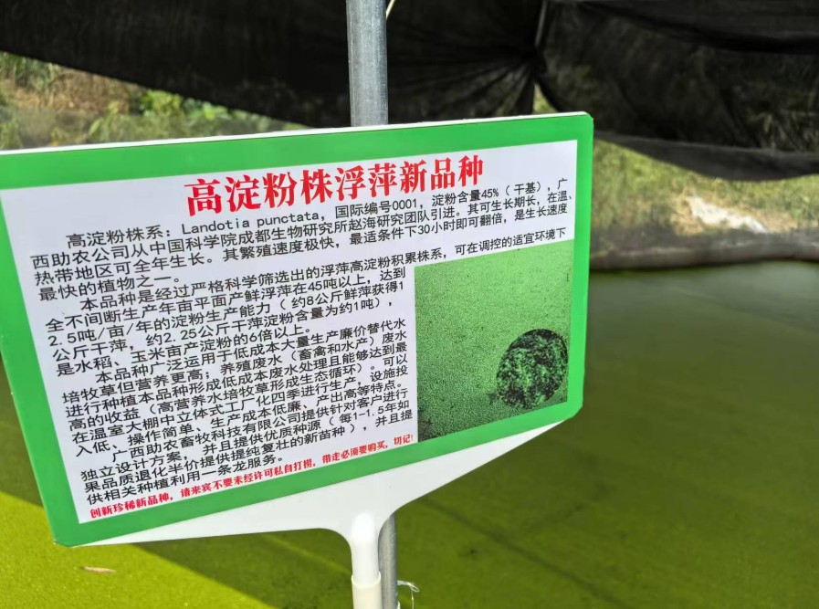 飼料型浮萍新品種：高淀粉株系（紫萍）：Landotia punctata，國際編號(hào)0001，淀粉含量最高可達(dá)45%